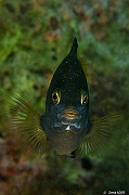 Plectroglyphidodon lacrymatus Mahe Anse du riz-11m-20190609-Denis-ADER-DSC_8180_tn